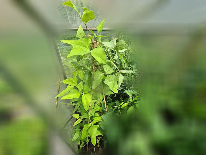 kousenband grote planten keukenplanten