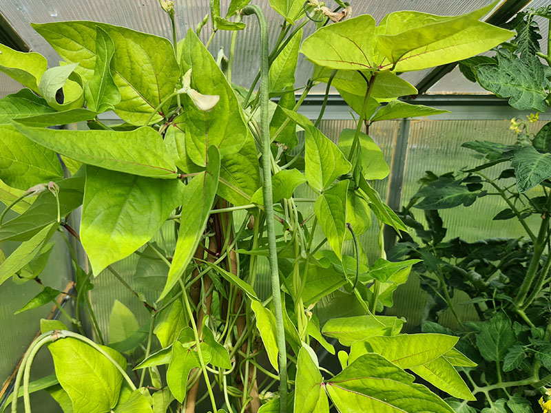 kousenband volgroeide planten grootte keukenplanten