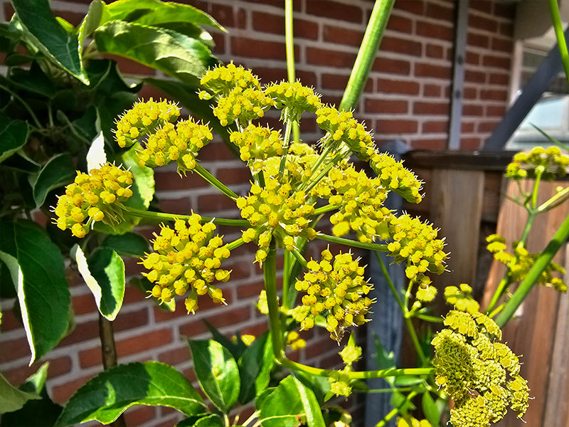 lavas bloemetjes maggiplant bloeiende plant