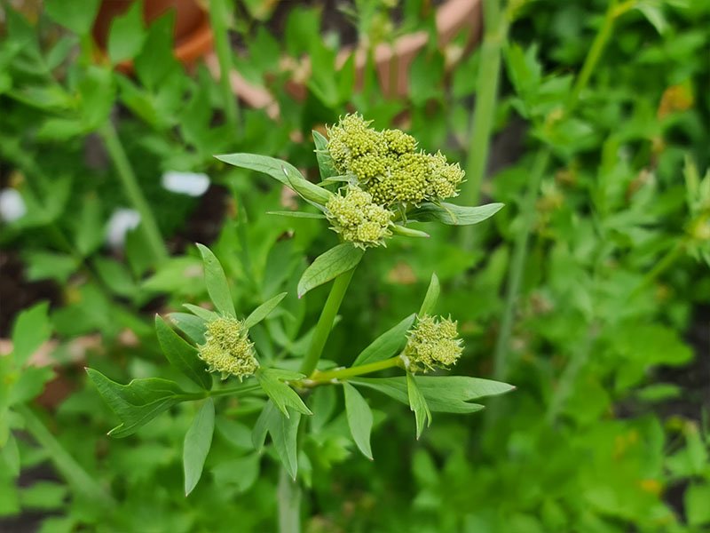 lavas bloemen lavas bloei maggiplant bloei