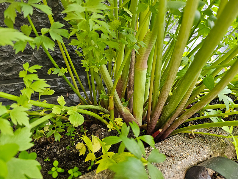 lavas maggiplant stengels bladstelen stelen lavasplant