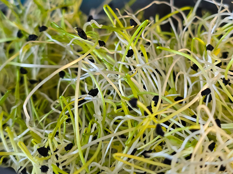 alfalfa kweken alfalfakiemen luzernekiemen luzerneklaver kiemen luzerne kiemgroenten lucerne klaver