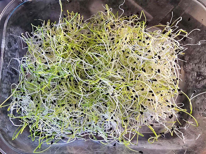 luzerne oogsten plukken keukenplanten