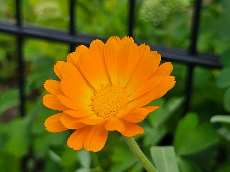 goudsbloem bloemen bloei bestuiven bestuiving keukenplanten