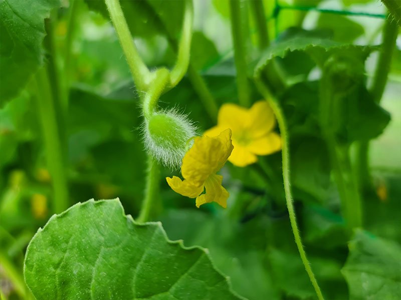 meloen vruchtbeginsel bestuiving meloenen kweken bloei bloemen bloei