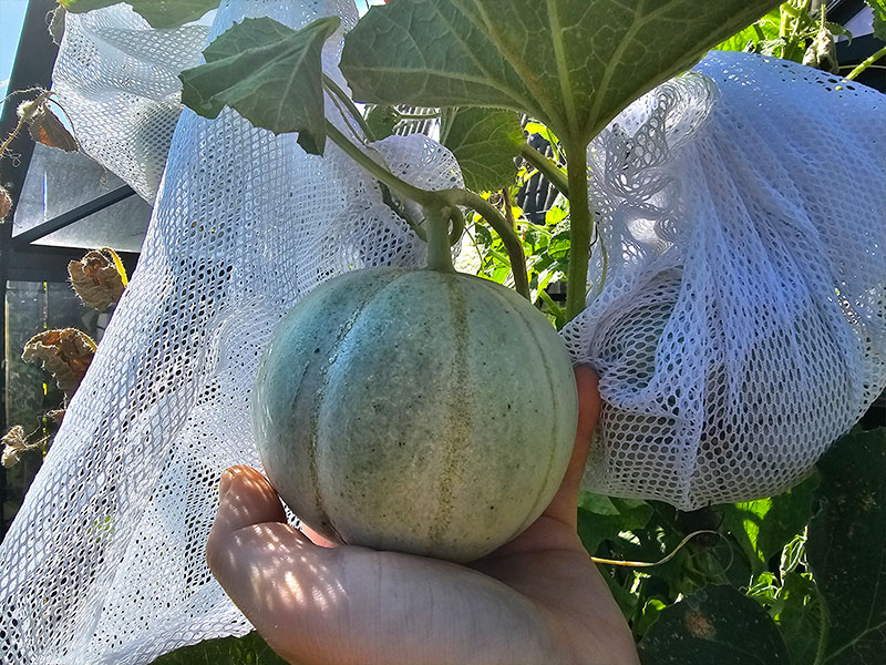 kleine meloen aan meloenplant meloenen oogsten meloen plukken wanneer rijpen meloentjes