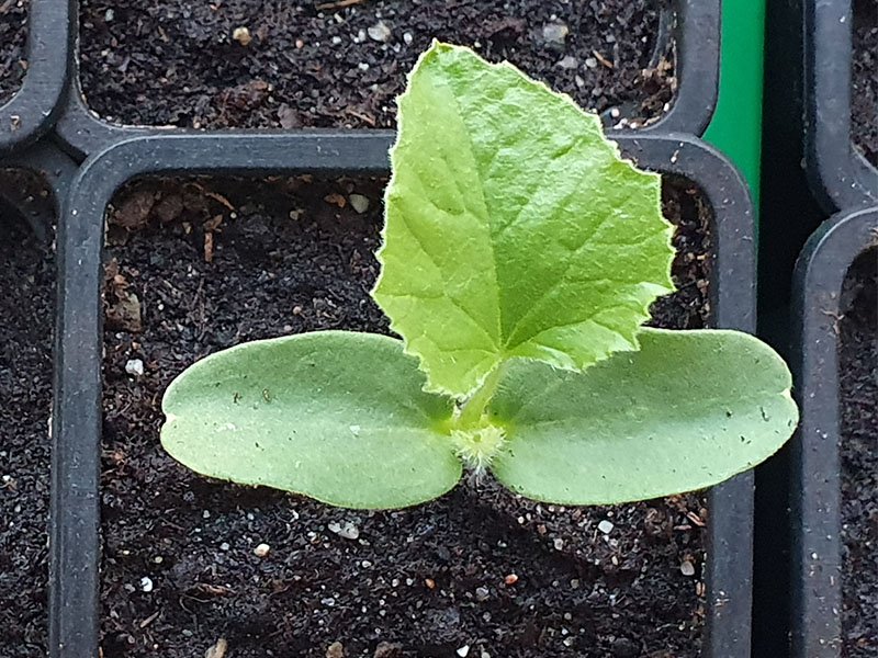 meloen planten plantje zaailing kiemplantje meloenen kweken moestuin