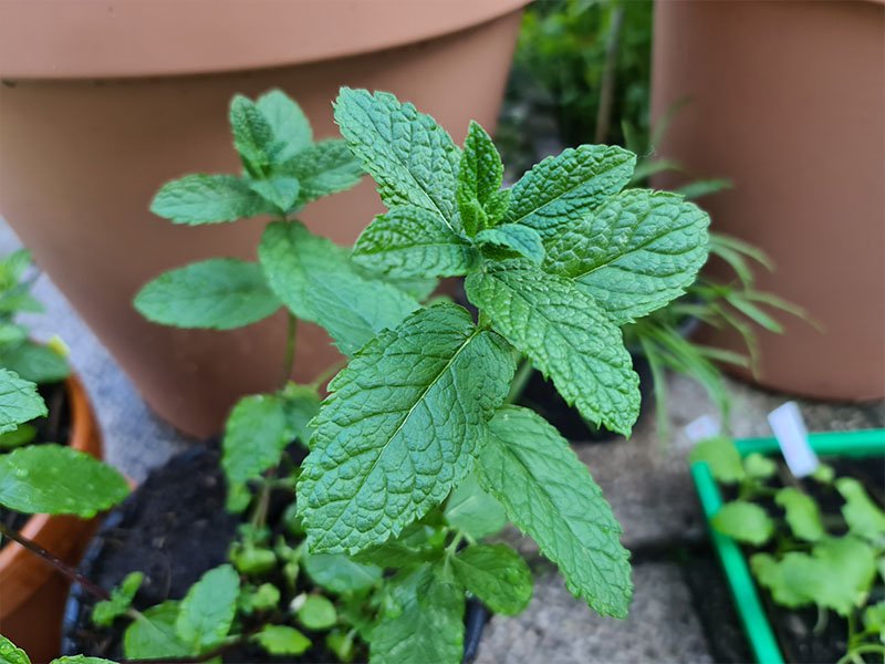 Marokkaanse munt muntplantje aarmunt mentha spicata blad blaadjes munt planten