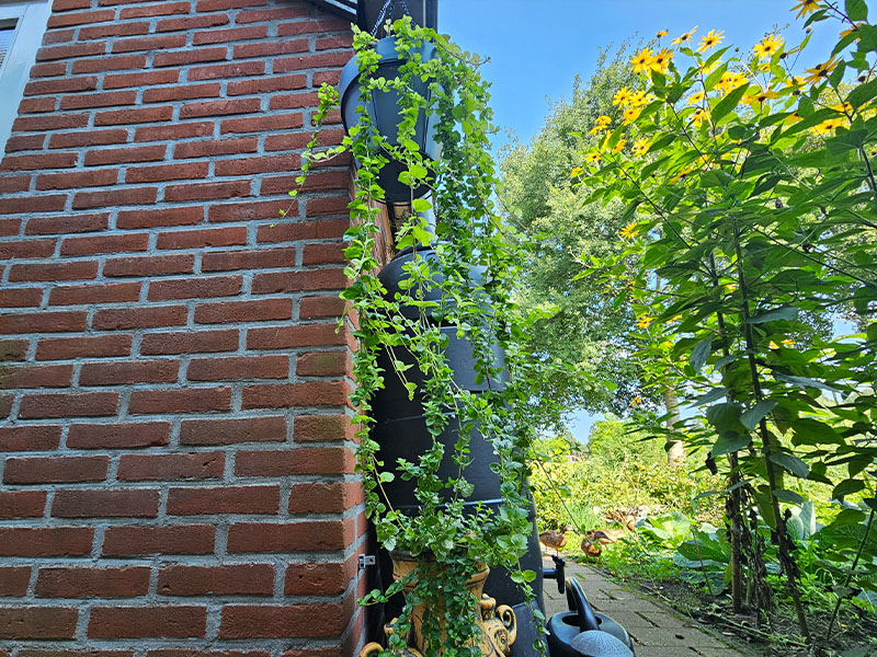 kruipende munt planten kruipmunt plantjes kruipmuntplantje hangende pot hangpot munt kruipende muntplanten
