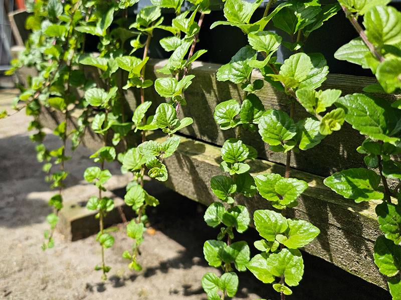 kruipmunt blaadjes blad van munt muntplanten muntplantje mentha requienii bladeren van kruipende munt