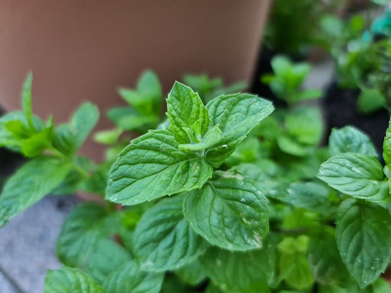 pepermunt blaadjes mentha piperita pepermuntplant bladeren blad van munt muntplantje