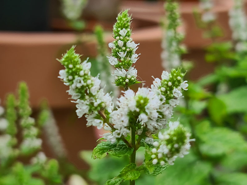 munt bloemen bloei bestuiven bestuiving keukenplanten