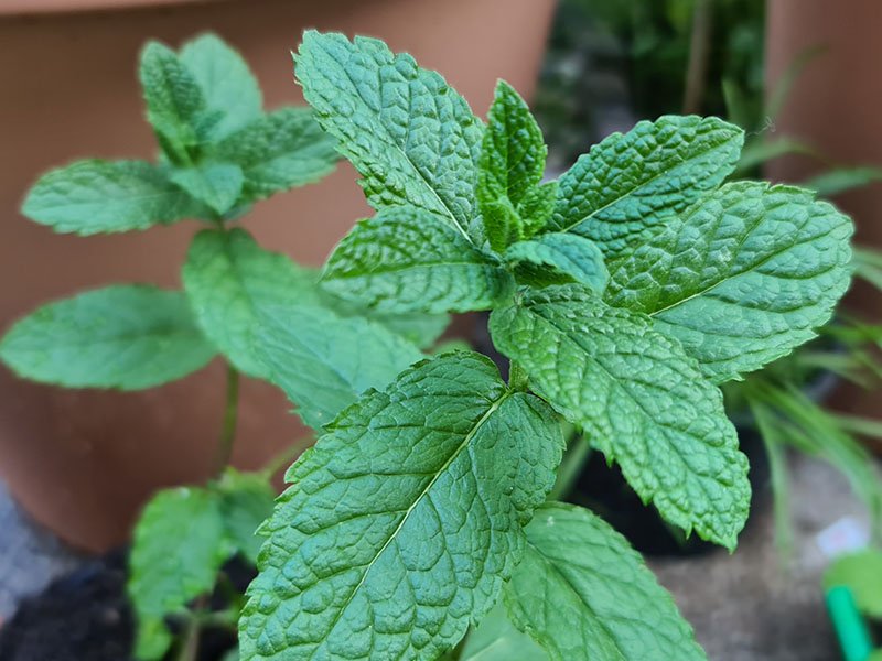 munt oogsten plukken keukenplanten