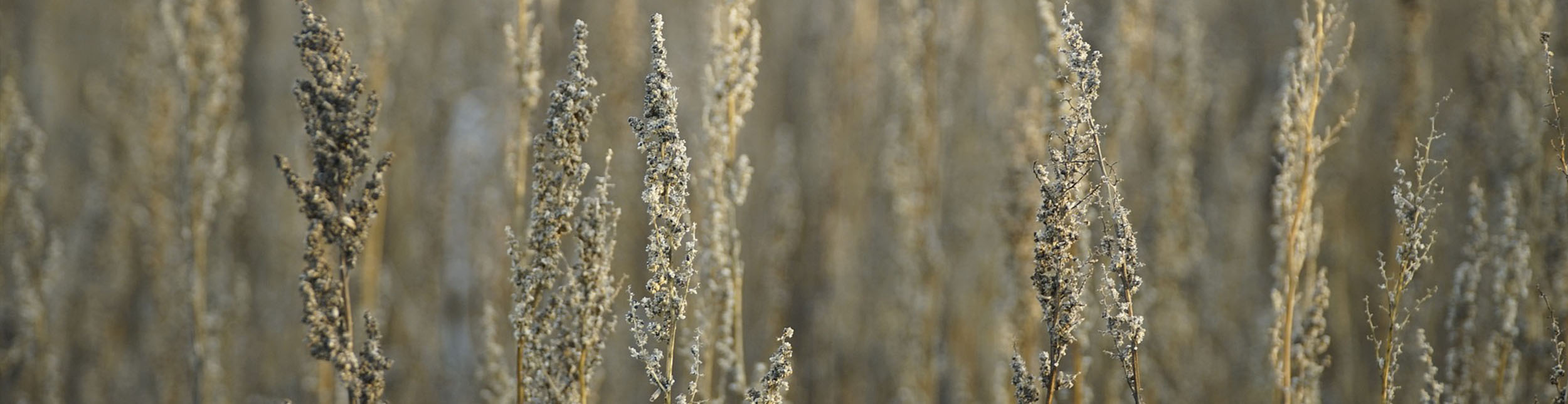 plant banner