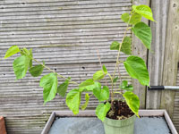 Moerbei jonge plant