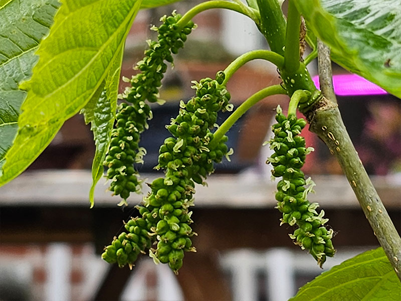 moerbei bloemen bloei bestuiven bestuiving keukenplanten