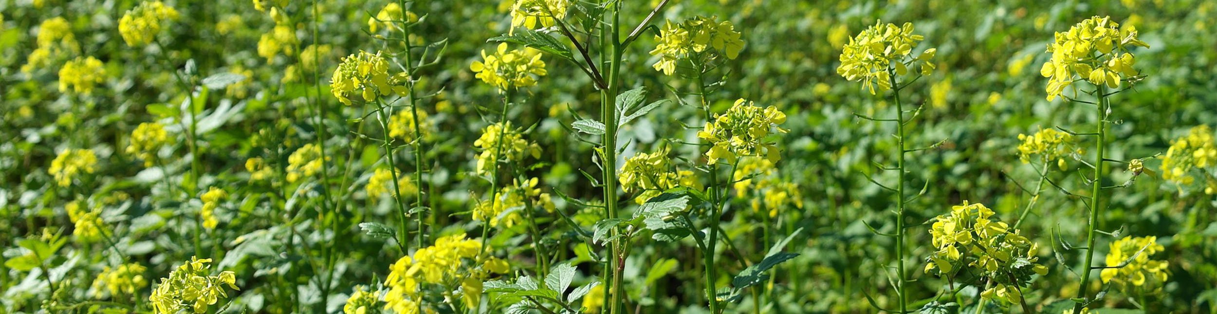 plant banner