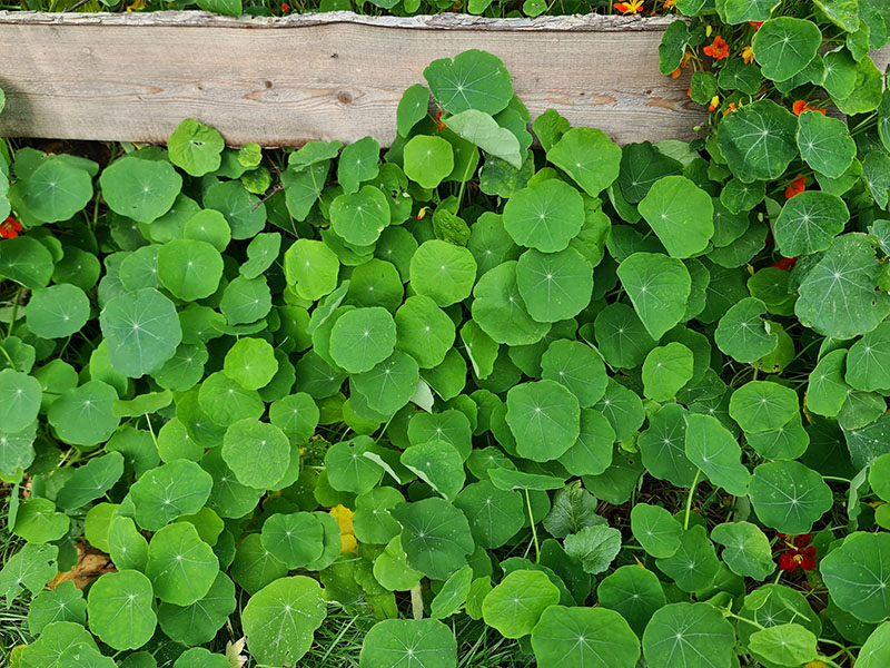 oost-indische kers blaadjes oogsten