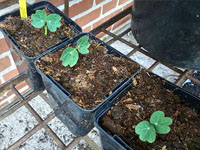 Oost-Indische Kers kiemplantje