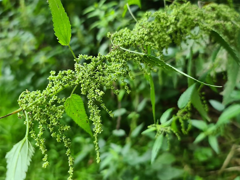 brandnetel bloemen