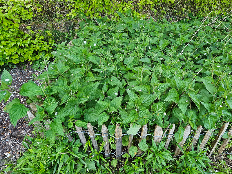 brandnetels in de tuin