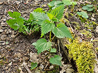  jonge plant