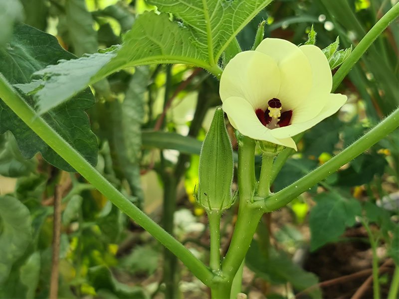 okra bloemen okra vruchten okra's vruchtjes okra oogsten bloei bloemetjes