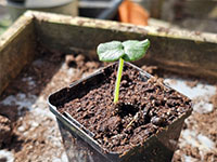 Okra kiemplantje