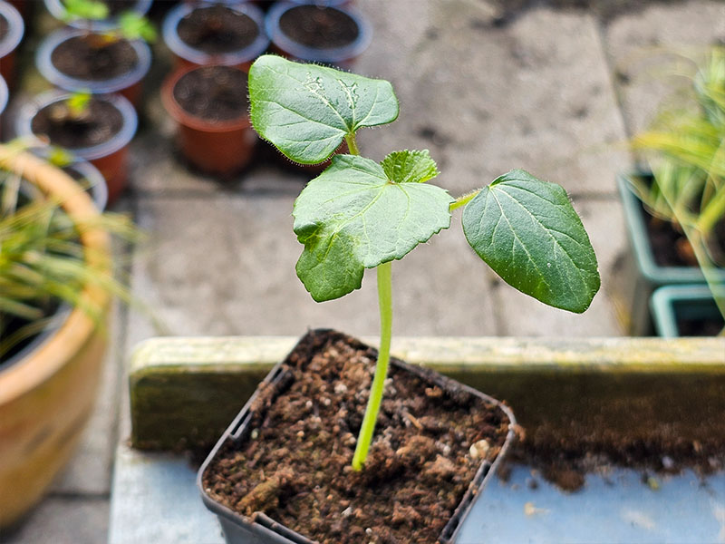 okra jonge plantjes jonge planten keukenplanten