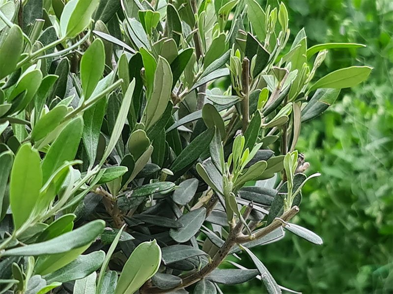olijven blaadjes