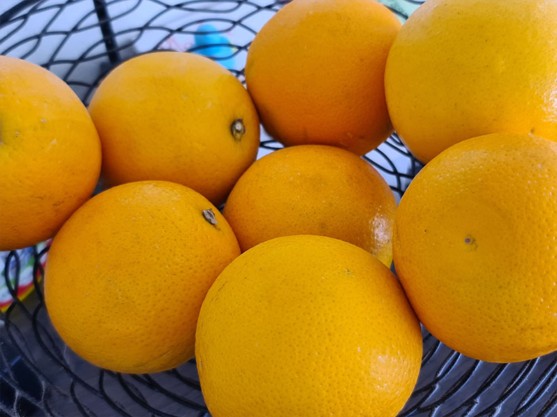 sinaasappel oogsten plukken keukenplanten