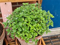 Oregano grotere plant