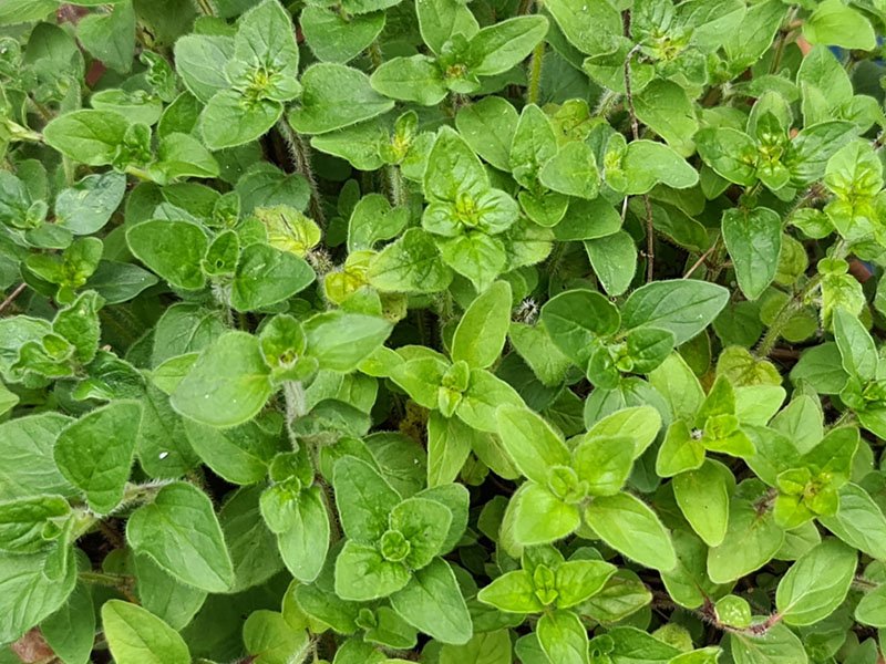 oregano oogsten plukken keukenplanten