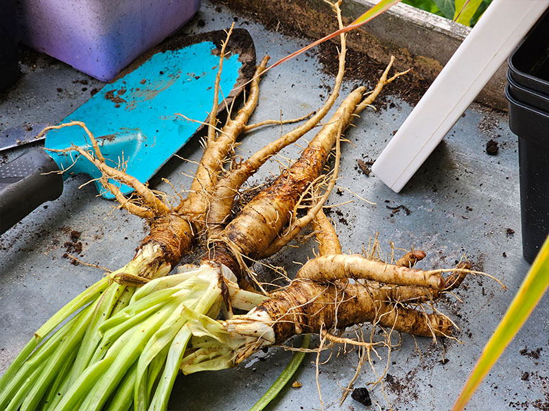 haverwortel oesterplant oogsten uitgraven wortel witte schorseneren armeluisasperges keukenmeidenverdriet