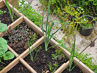  jonge plant