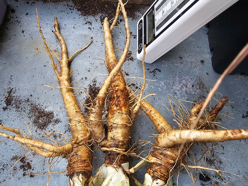 haverwortel oogsten plukken keukenplanten