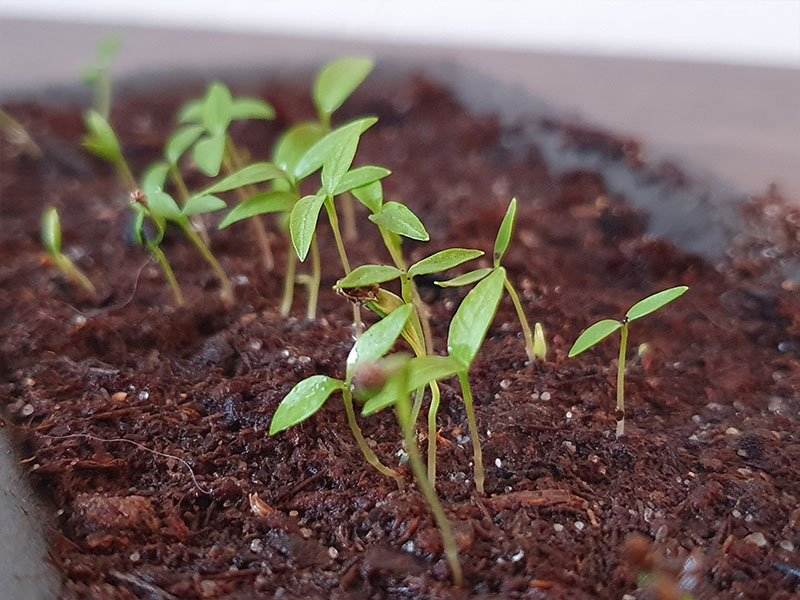 peterselie zaailingen kiemplantjes peterselie zaaien peterselieplant peterselie kiemen krulpeterselie planten