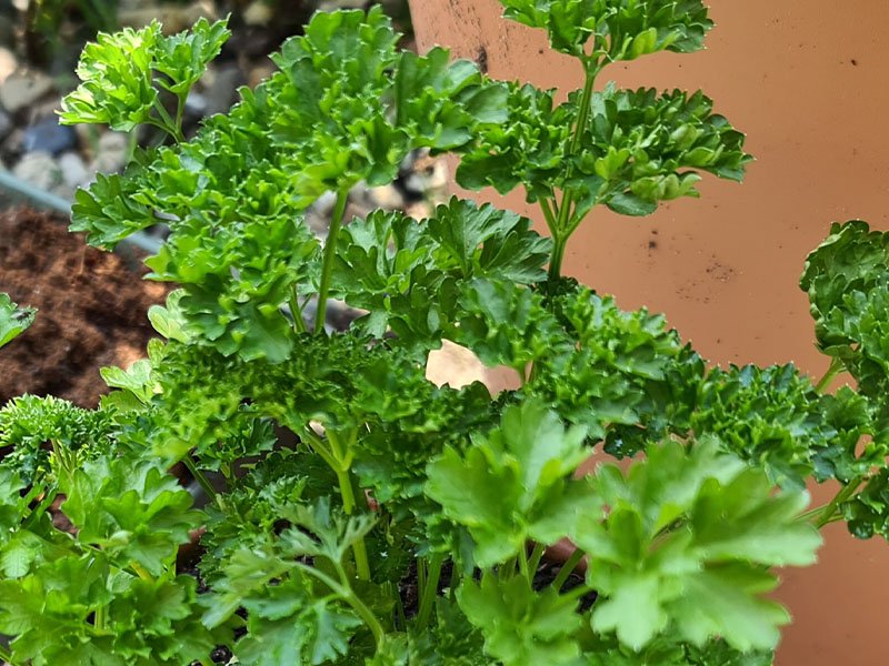 peterselie oogsten plukken keukenplanten