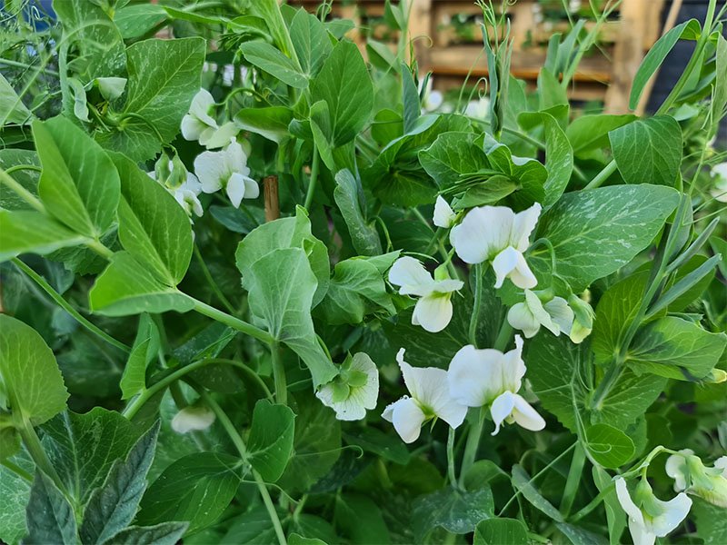 erwten bloemen bloemetjes bloeiende doperwten bloei doperwtenbloemen erwtenbloem