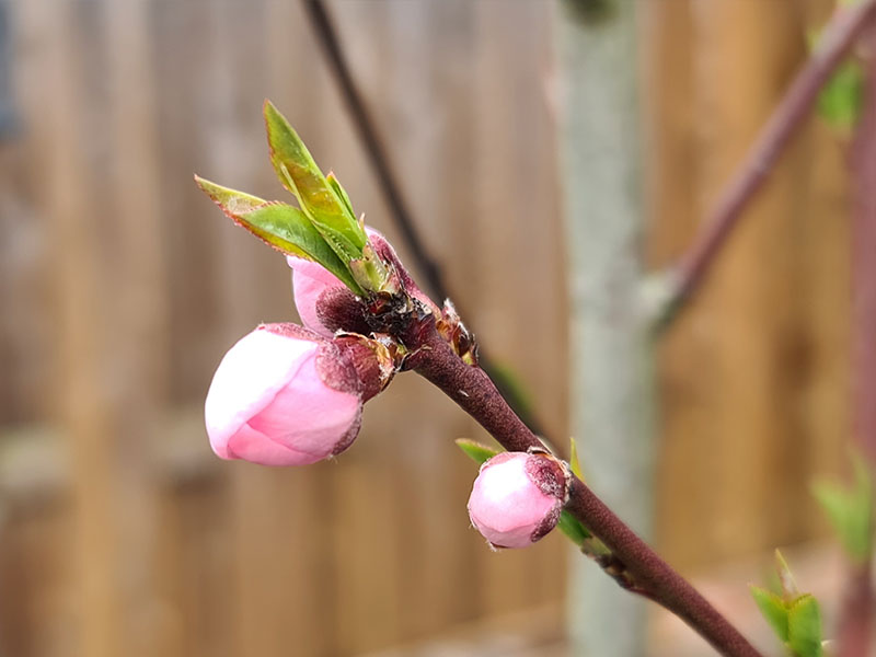 wanneer bloeit de perzik hoe bloeien perzikken bloemetjes perzikbloem bloemknoppen voorjaarsbloeiers bloeiende perzikboom