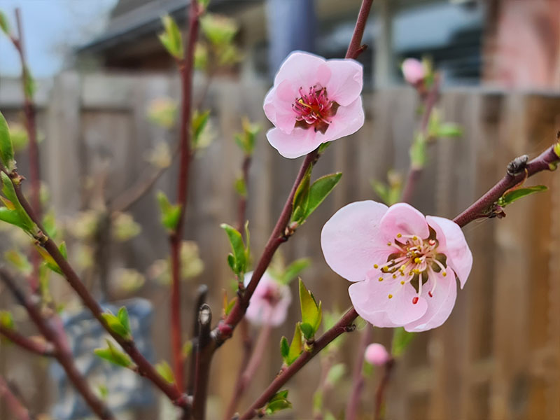 perzik bloemen bloei bestuiven bestuiving keukenplanten