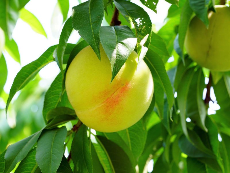 perzik oogsten plukken keukenplanten