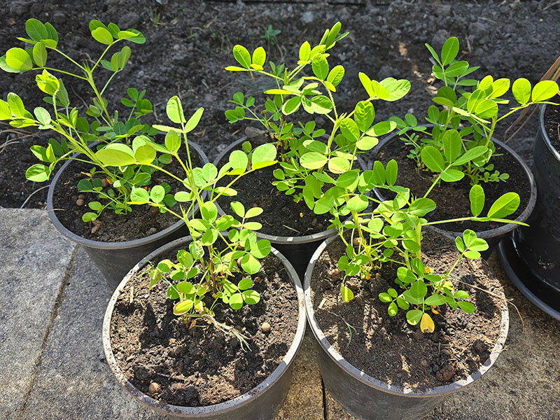 pinda plantje in kweekkas pinda kweken in pot