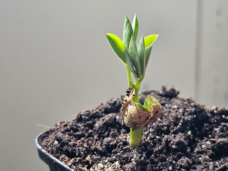 pinda zaailingen kiemplantjes kiemplanten keukenplanten