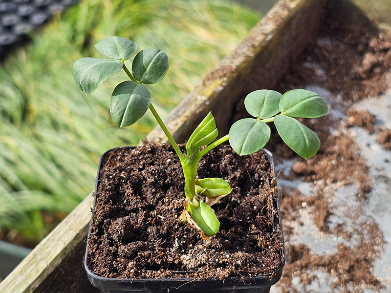 pinda jonge plantjes jonge planten keukenplanten