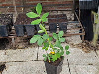 Pinda jonge plant