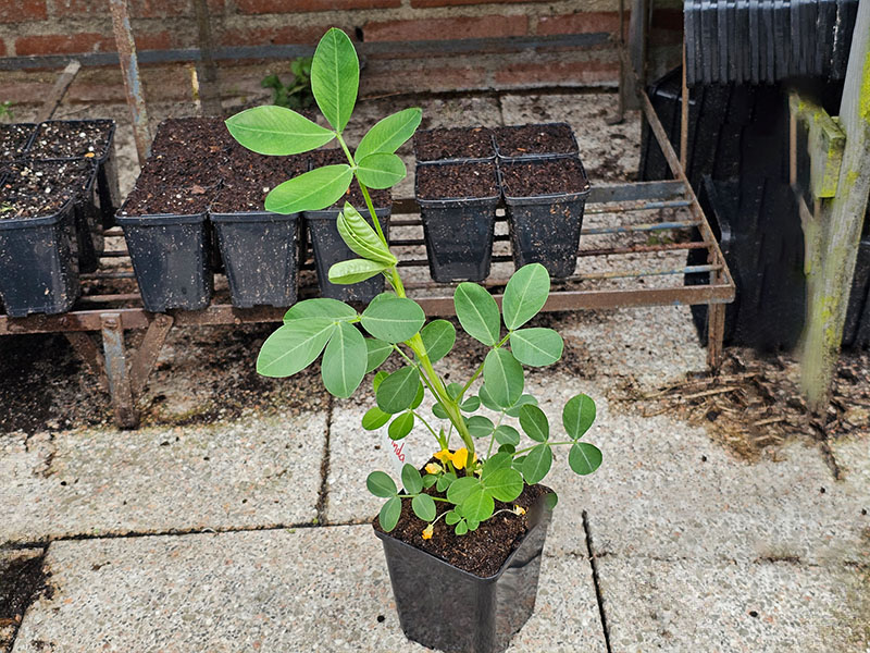 pinda planten kweken keukenplanten