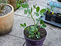 Pinda grotere plant