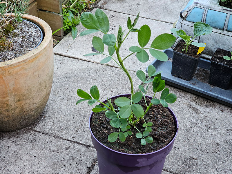 pinda grote planten keukenplanten
