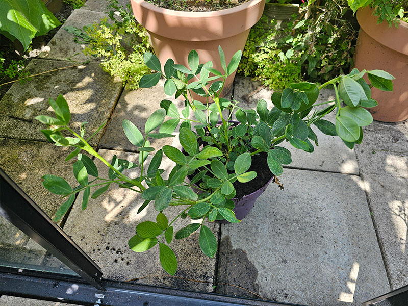 pinda volgroeide planten grootte keukenplanten